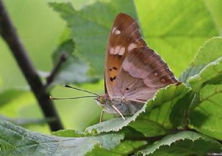 Trakya mparatoru (Apatura metis)