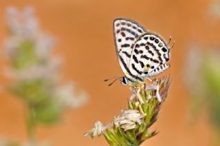 Balkan Kaplan (Tarucus balkanicus)