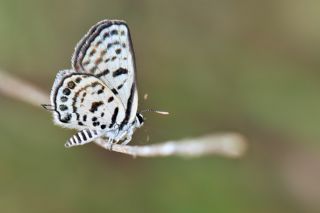 Balkan Kaplan (Tarucus balkanicus)