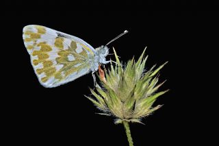 Yeni Beneklimelek (Pontia edusa)