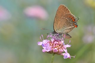 Byk Sevbeni (Satyrium ilicis)