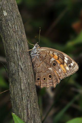 Aa Esmeri (Kirinia roxelana)