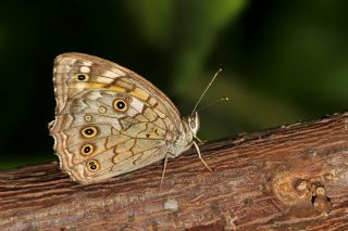 Aa Esmeri (Kirinia roxelana)