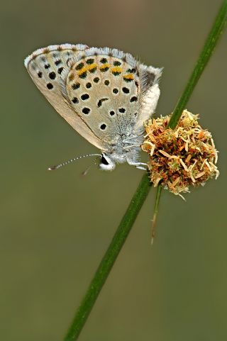 Himalaya Mavisi (Pseudophilotes vicrama)