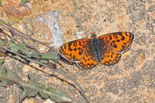 Gzel parhan (Melitaea trivia)