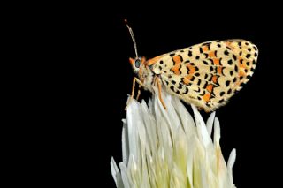 Gzel parhan (Melitaea trivia)