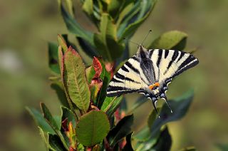 Erik Krlangkuyruk (Iphiclides podalirius)