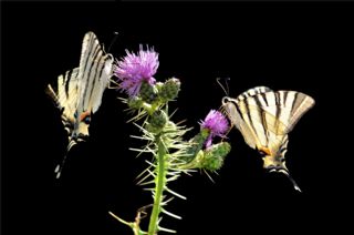 Erik Krlangkuyruk (Iphiclides podalirius)