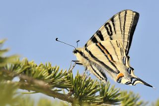 Erik Krlangkuyruk (Iphiclides podalirius)