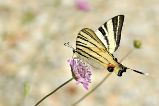 Erik Krlangkuyruk (Iphiclides podalirius)