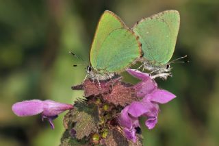 Zmrt (Callophrys rubi)