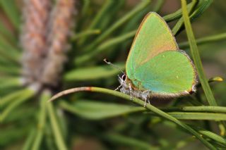 Zmrt (Callophrys rubi)