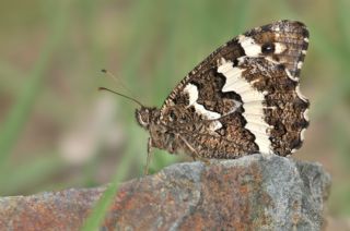 Kara Murat (Brintesia  circe)