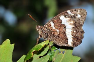 Kara Murat (Brintesia  circe)