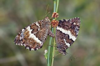 Kara Murat (Brintesia  circe)