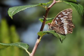 Kara Murat (Brintesia  circe)