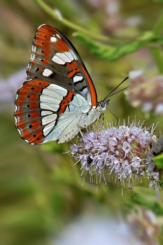 Akdeniz Hanmeli Kelebei (Limenitis reducta)