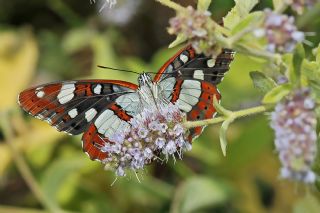 Akdeniz Hanmeli Kelebei (Limenitis reducta)
