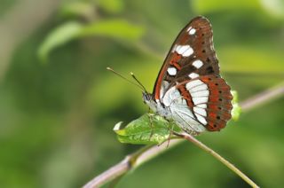 Akdeniz Hanmeli Kelebei (Limenitis reducta)