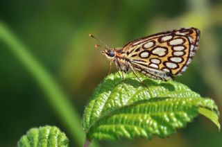 Beyaz Benekli Zpzp (Heteropterus morpheus)