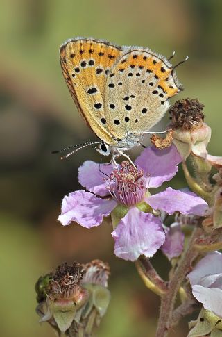 Kk Ate Gzeli (Lycaena thersamon)