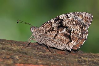 Byk Karamelek (Hipparchia syriaca)