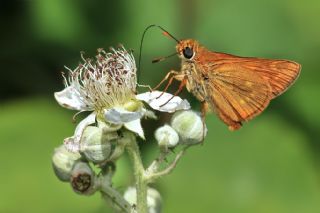 Orman Zpzp (Ochlodes sylvanus)