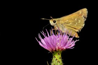 Gm Benekli Zpzp (Hesperia comma)