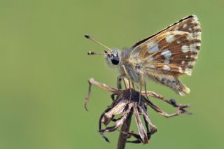 Kzl Zpzp (Spialia orbifer)