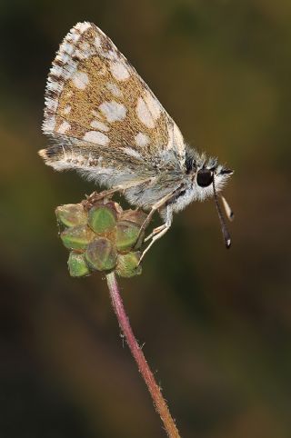 Kzl Zpzp (Spialia orbifer)