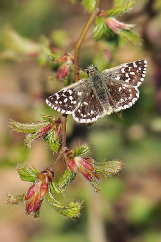 Ebegmeci Zpzp (Pyrgus malvae)