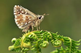 Ebegmeci Zpzp (Pyrgus malvae)