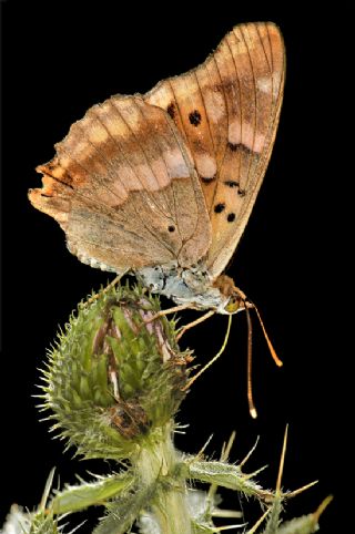 Trakya mparatoru (Apatura metis)