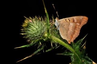 Trakya mparatoru (Apatura metis)