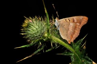 Trakya mparatoru (Apatura metis)