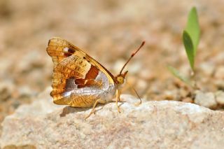 Anadolu ehzadesi (Thaleropis ionia)