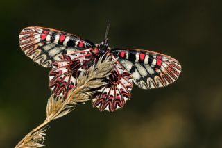 Gney Fistosu (Zerynthia polyxena)