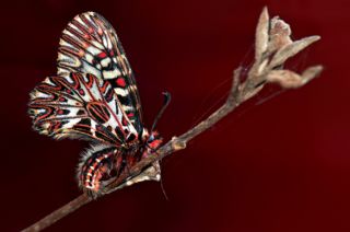 Gney Fistosu (Zerynthia polyxena)