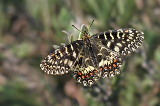 Gney Fistosu (Zerynthia polyxena)