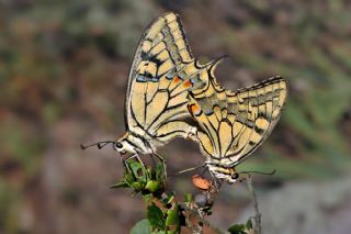 Krlangkuyruk (Papilio machaon)