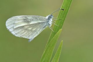 Narin Orman Beyaz (Leptidea sinapis)