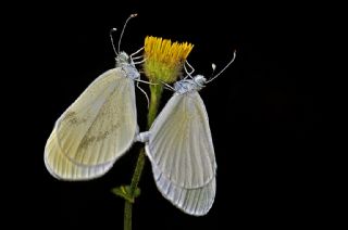 Narin Orman Beyaz (Leptidea sinapis)