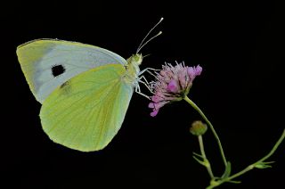 Byk Beyazmelek  (Pieris brassicae)