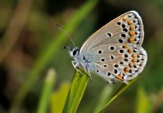 Balkan Esmergz (Plebejus sephirus)