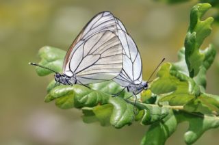 Al Beyaz (Aporia crataegi)