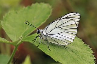 Al Beyaz (Aporia crataegi)