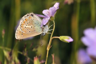 okgzl Geranium Mavisi (Polyommatus eumedon)