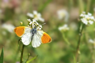 Turuncu Ssl (Anthocharis cardamines)