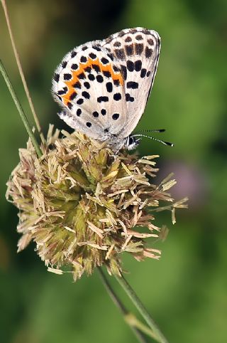 Kara Mavi (Scolitantides orion)