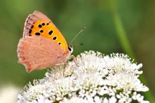 Benekli Bakr Gzeli (Lycaena phlaeas)